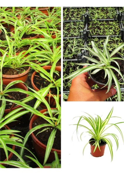 Kurdele Çiçeği (Hızlı Yavru Veren Cinsi)