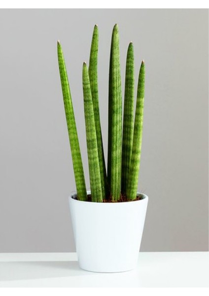 Sansevieria Cylindrica Özel Saksıda Oksijen Makinesi