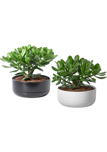 2 Adet Hediyelik Taş Saksıda Para Ağacı Bereket Çiçeği Crassula Ovata