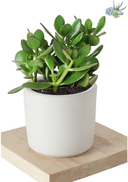 Crassula Ovata Şans Para Çiçeği Şık Dekoratif Saksıda