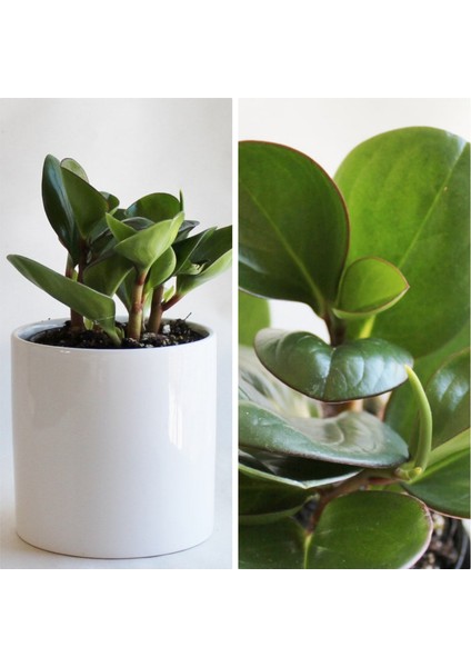 Peperomia Obtusifolia