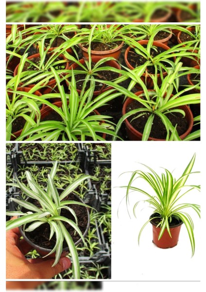 Kurdele Çiçeği (Hızlı Yavru Veren Cinsi)