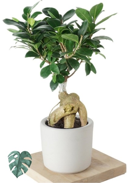 Ficus Ginseng (Bonsai Ağacı)