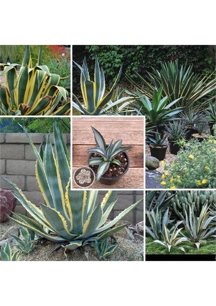 Agave Americana Fidesi Kampanya