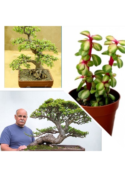 Bonsai Ağacı Fidesi Afra Yeşim 5.5