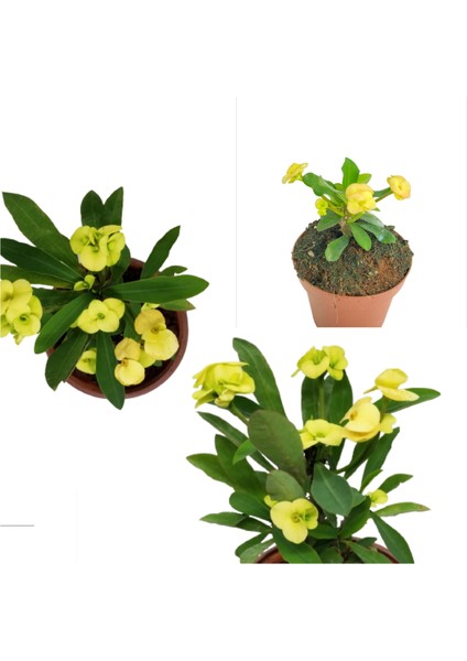 Sarı Dikenler Tacı