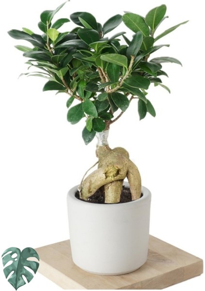 Ficus Ginseng (Bonsai Ağacı)