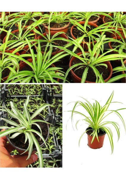 Kurdele Çiçeği (Hızlı Yavru Veren Cinsi)