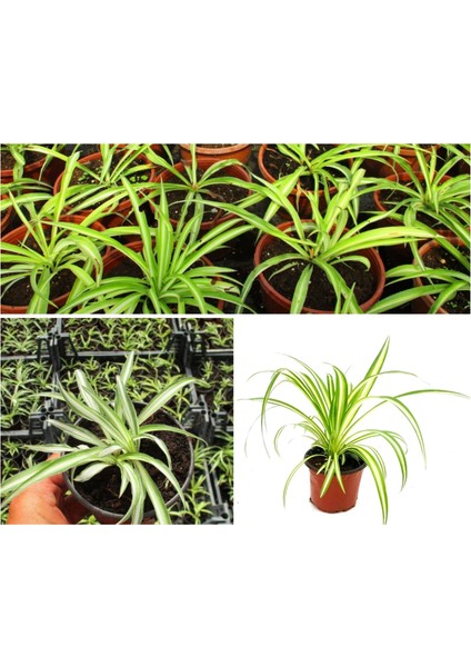 Kurdele Çiçeği (Hızlı Yavru Veren Cinsi)