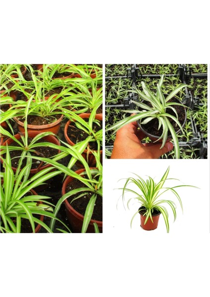 Kurdele Çiçeği (Hızlı Yavru Veren Cinsi)