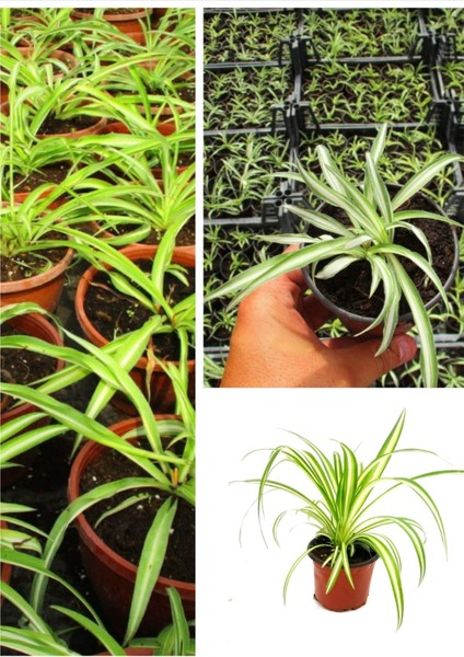 Kurdele Çiçeği (Hızlı Yavru Veren Cinsi)