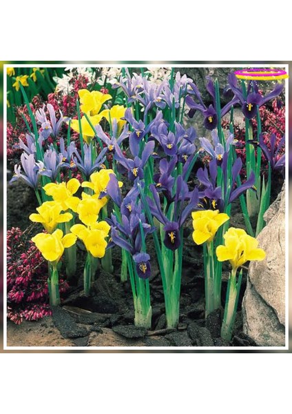50 Adet Iris Süsen Soğanı