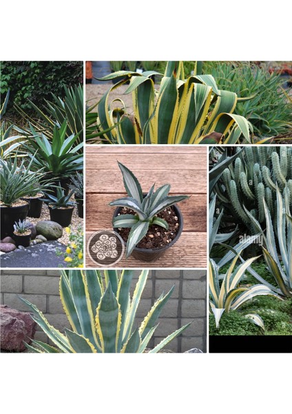 Agave Americana Fidesi Kampanya