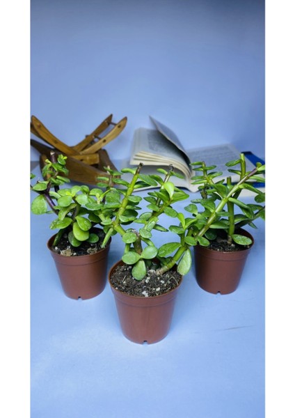 Para Sukulent 5,5 cm