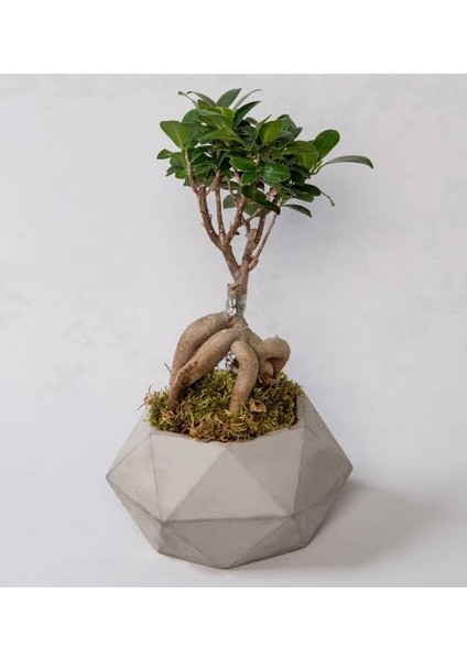 Geometrik Beton Saksıda Bonsai