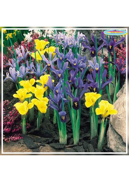 50 Adet Iris Süsen Soğanı