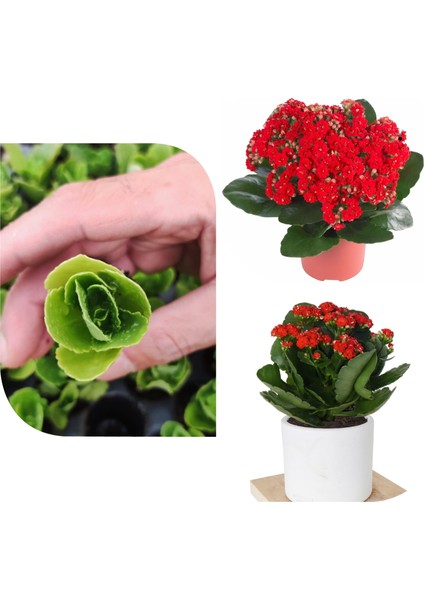 5 Adet Karışık Kalanchoe Kalanşo Fidesi