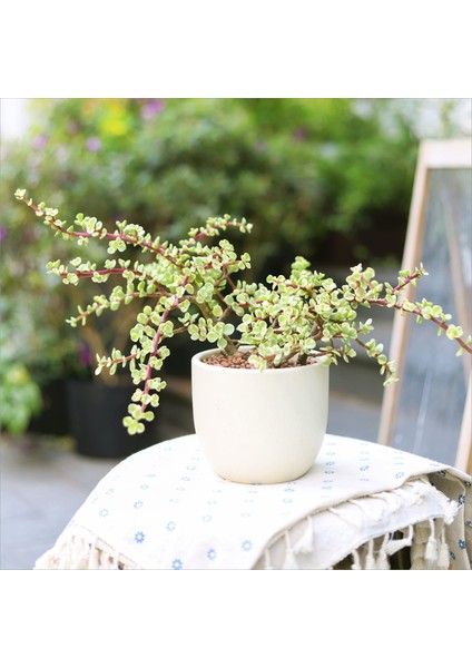 Hediyelik Dekoratif Saksıda Para Ağacı Bereket Ağacı Afra Bonsai
