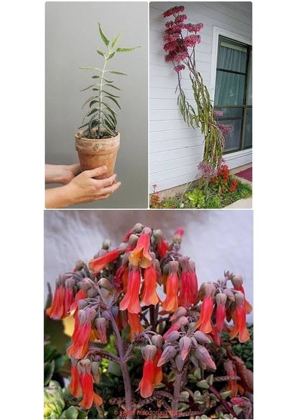 Aşkın Gözyaşı Çiçeği Fidesi 5.5 Saksıda