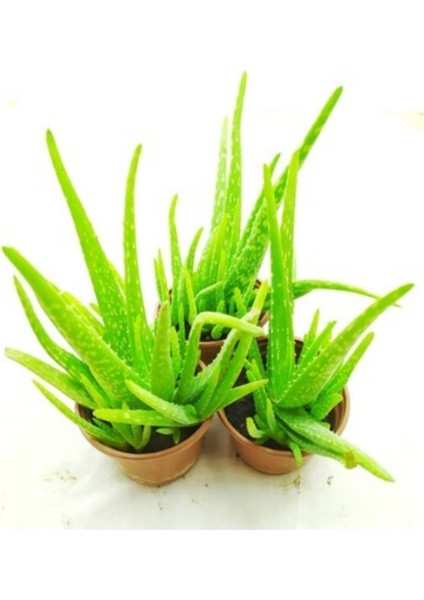 Aloe Vera Bitkisi 3 Saksı