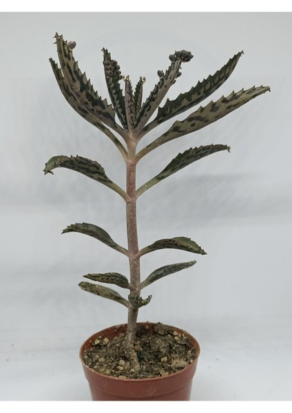 Aşkın Gözyaşları Çiçeği - Kalanchoe Daigremontiana