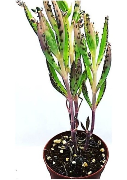 Aşkın Gözyaşı Yeşil Ince Yapraklı