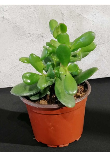 Doğa Garden Crassula (Para Çiçeği)