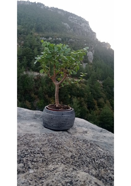 Afra Bonsai Dekoratif Saksıda Para Ağacı Bereket Ağacı 00W2K