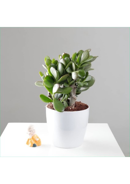 Yetişkin Para Ağacı Bereket Iyi Şans ve Para Çiçeği Crassula Ovata Özel Beton Saksıda