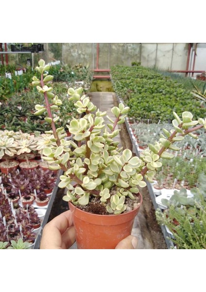 Portulacaria Afra Variegata Para Ağacı Renkli