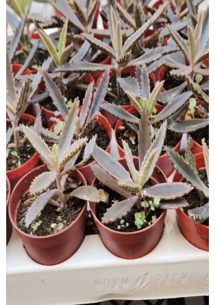 Sukulent ( Aşkın Göz YAŞI)1ADET Fiyatıdır