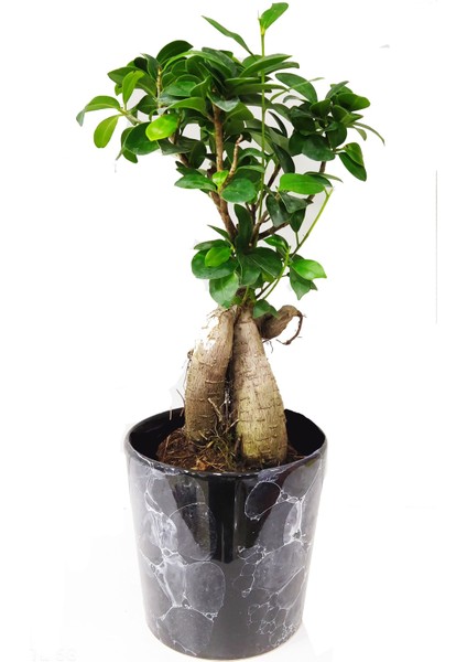 Ficus Ginseng Bonsai 40 cm