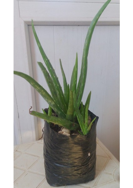 Aloe Vera Bitkisi (Saksılı ve Tüplü)