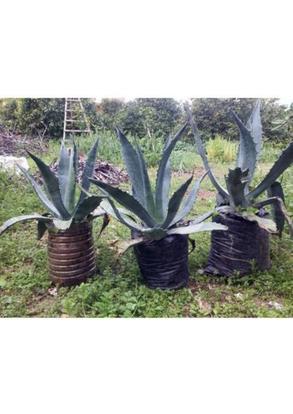 Agave Kaktüsü Bitkisi Fidesi