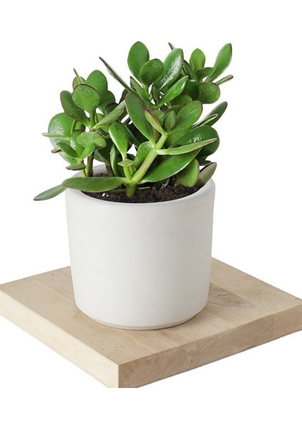 Seramik Saksıda Crassula Ovata Para Çiçeği+5 Alman Zambağı Soğanı