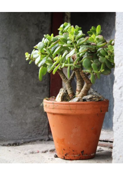 Para Ağacı Bereket Ağacı Para Çiçeği Crassula Ovata