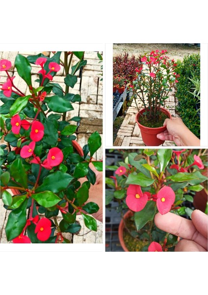 Dikensiz Milli Dikenler Tacı Özel Tür Büyük Boy