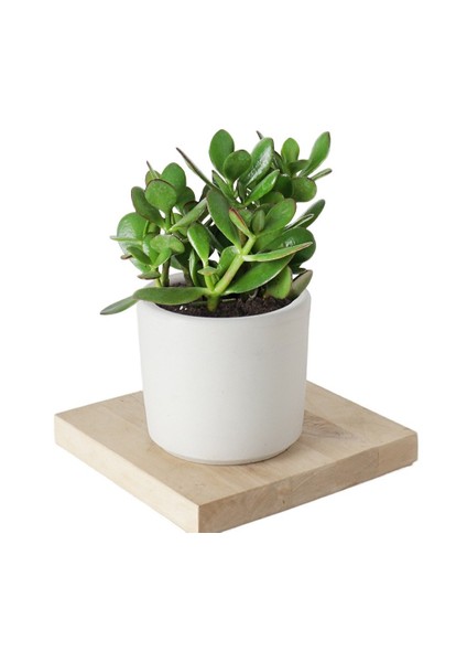 Seramik Saksıda Crassula Ovata Para Çiçeği+5 Alman Zambağı Soğanı
