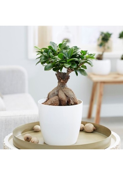 Porselen Saksı Da Bonsai