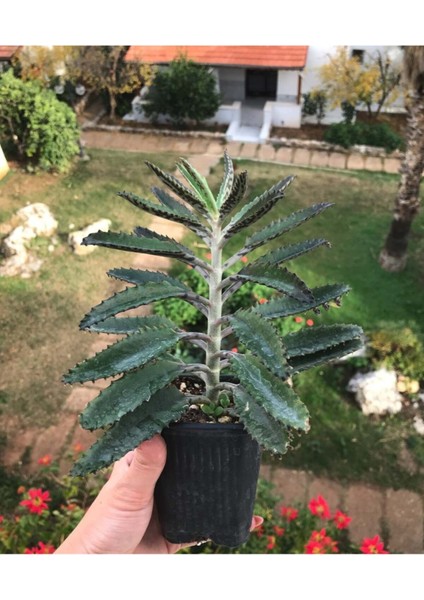 Doğa Garden Büyük Boy Aşkın Gözyaşı Çiçeği - 15-25 cm