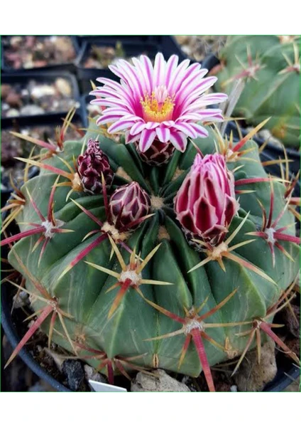 Doğa Çiçekçilik Dev Kupa  Da Ferocactus Kaktüs 20 cm Çap