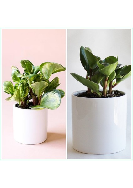 2 Tür Peperomia Umut Bitkisi Peperomya 10.5 Seramik Saksılarda