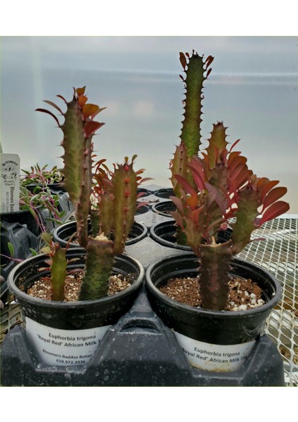 Süt Ağacı 8.5 Saksılı