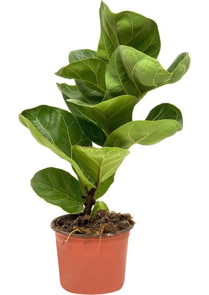 Ficus Bambino