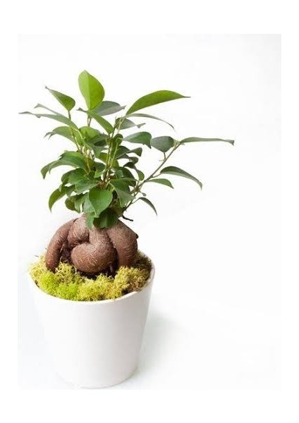 Ginseng Bonsai Ficus 1938