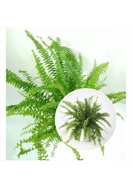 Seramik Saksıda Aşk Merdiveni