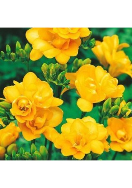 Sarı Tarım 35 Adet Sarı Frezya Çiçeği ( Freesia ) Soğanı Mis Kokulu