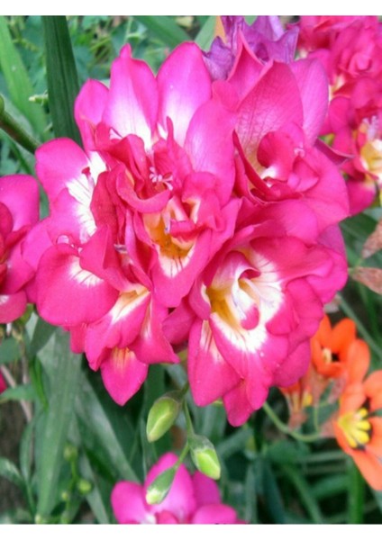 25 Adet Pembe Frezya Çiçeği Freesia Soğanı Mis Kokulu