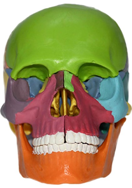 Anatomik Öğretim Iskelet Başlığı 15 Parça Öğrenme Bulmaca Oyuncak (Yurt Dışından)