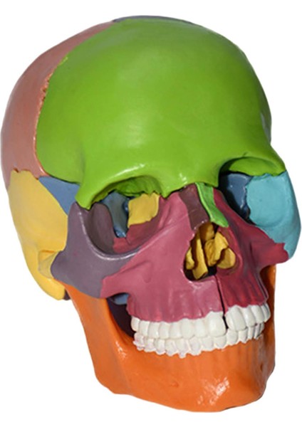 Anatomik Öğretim Iskelet Başlığı 15 Parça Öğrenme Bulmaca Oyuncak (Yurt Dışından) fiyatları